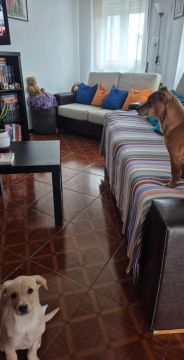 Dog Hotel