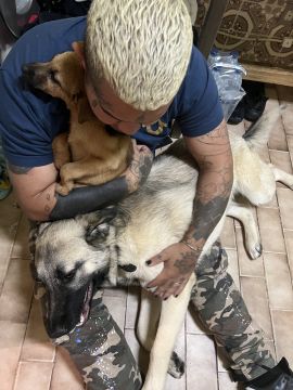 Dog Hotel