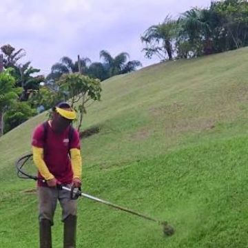 Pinguim amarelo lda. - Vila Nova de Famalicão - Remoção de Tronco de Árvore