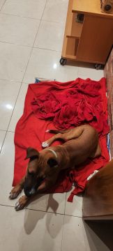 Hotel para Cães