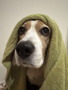 Hotel para Cães