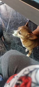 Hotel para Cães