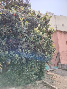 Tree Trimming and Maintenance