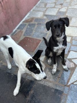 Hotel para Cães