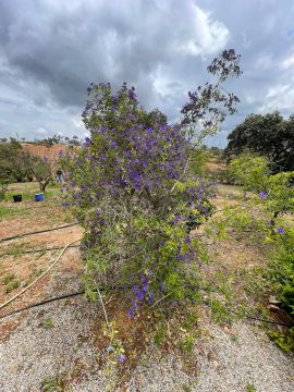 Jardinagem
