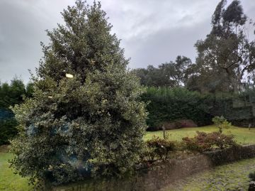 Serviço de Jardinagem
