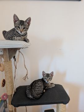 Hotel e Creche para Animais