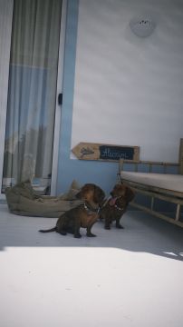 Hotel para Cães