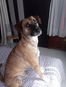 Hotel para Cães