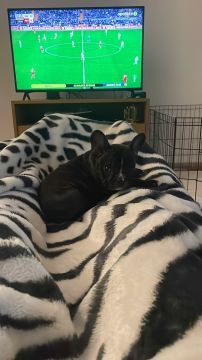 Creche para Cães - Animais