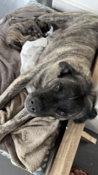 Hotel para Cães