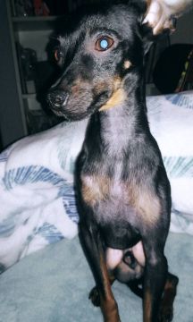 Hotel para Cães