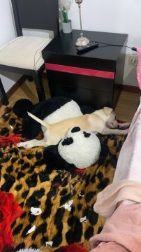 Pet Boarding and Daycare