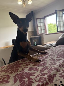 Hotel para Cães