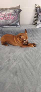 Hotel para Cães