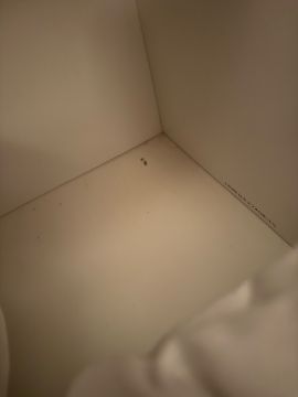 Bed Bug Exterminator - Home Improvements