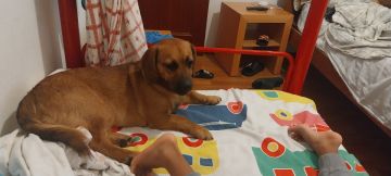 Hotel e Creche para Animais