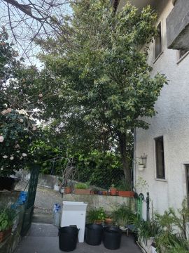 Jardinagem e Relvados - Casa