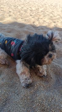 Hotel para Cães