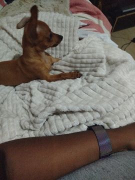 Hotel para Cães