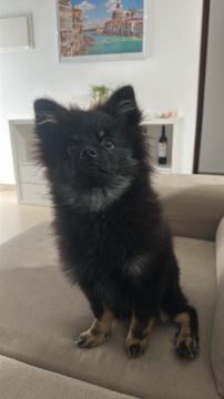 Hotel para Cães