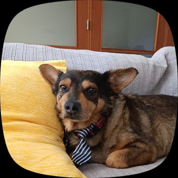 Hotel para Cães