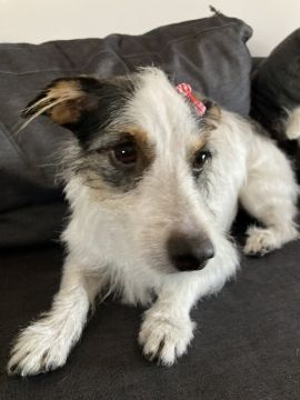 Dog Hotel