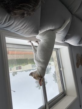Hotel e Creche para Animais