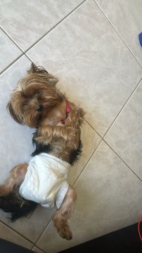 Hotel para Cães