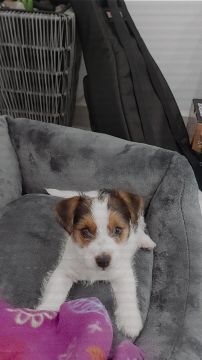 Pension pour chiens