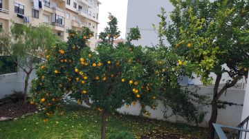 Tree Trimming and Maintenance