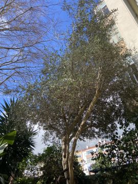 Tree Trimming and Maintenance