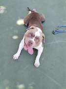 Dog Hotel - Pets