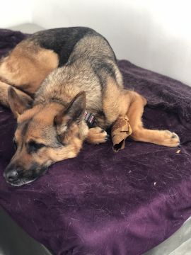 Hotel para Cães - Animais