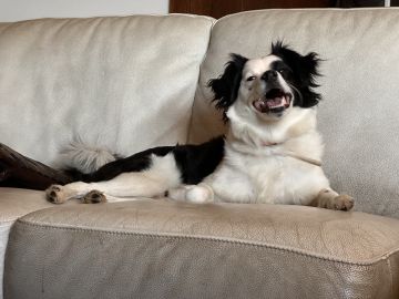 Hotel para Cães - Hotel e Creche para Animais