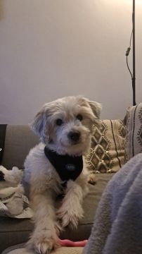 Dog Hotel
