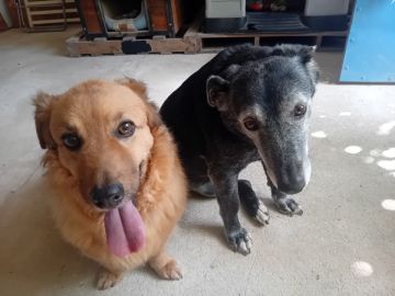 Hotel para Cães