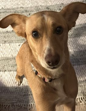 Hotel para Cães