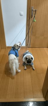 Pension pour chiens