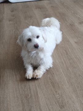 Hotel para Cães