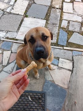 Hotel para Cães