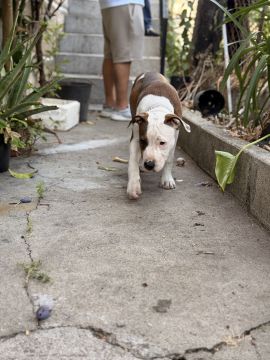 Hotel para Cães