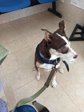 Hotel para Cães