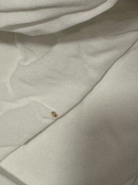 Bed Bug Extermination