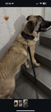 Dog Hotel