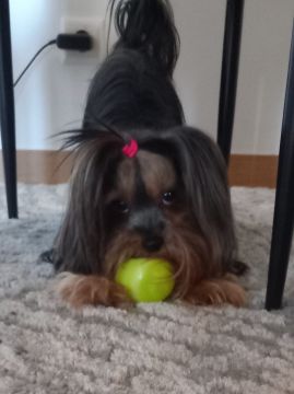 Pension pour chiens