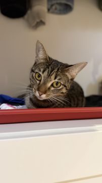 Katzenpfleger