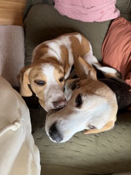 Hotel para Cães