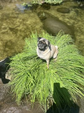 Hundepension