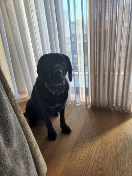 Hotel para Cães